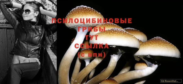 шишки Белоозёрский