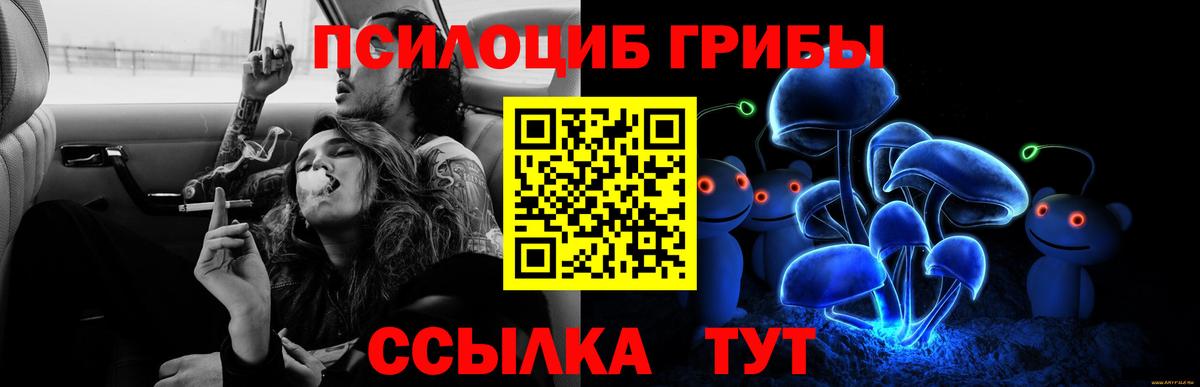 Псилоцибиновые грибы Psilocybine cubensis  Горно-Алтайск 